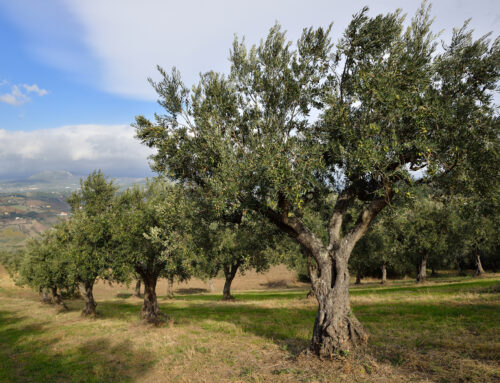 Frantoio Romano: un’eccellenza campana