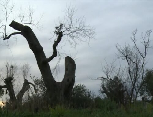 L’impatto del cambiamento climatico sull’Olio Extravergine di oliva